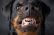Rottweiler Lowca zKomuchow